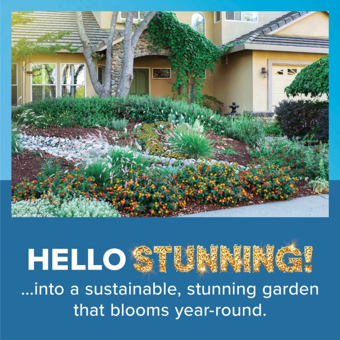 Front yard after becoming drought tolerant landscaping with sustainable garden that blooms year-round