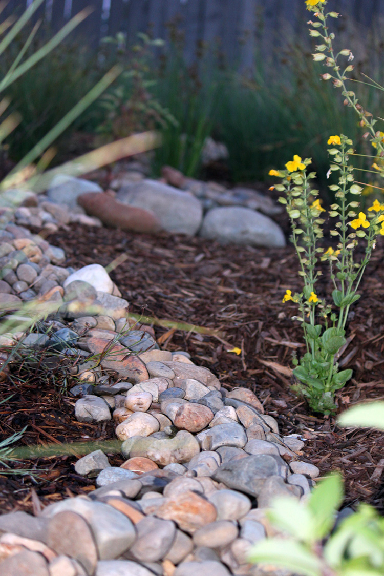 Drought tolerant landscaping
