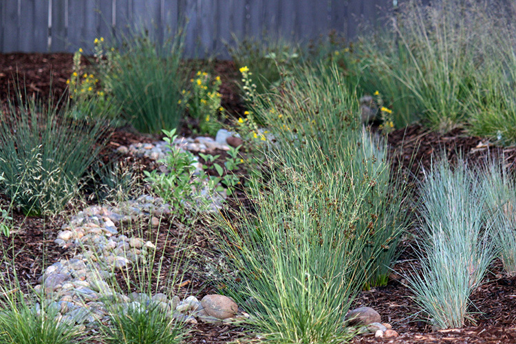 Drought tolerant landscaping
