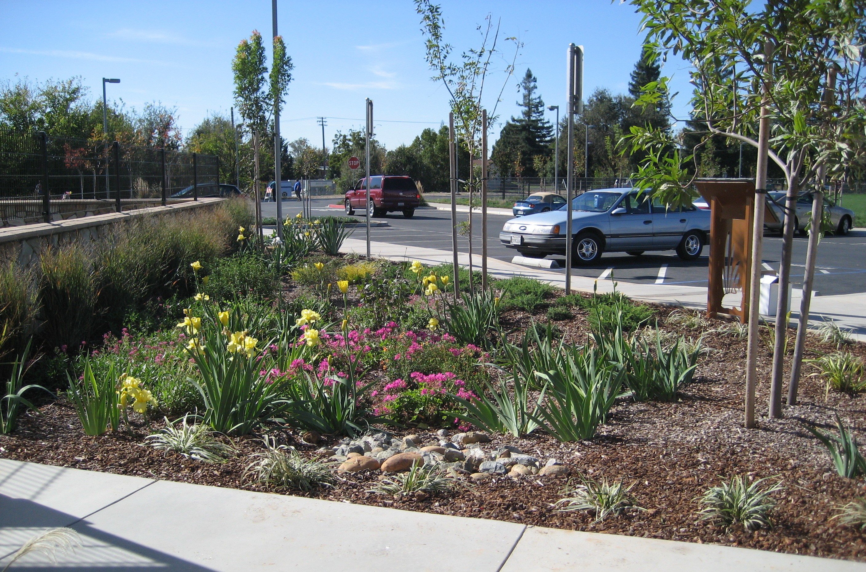 Rain Garden in parking lot