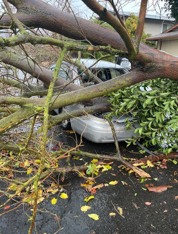Car smashed by fallen tree