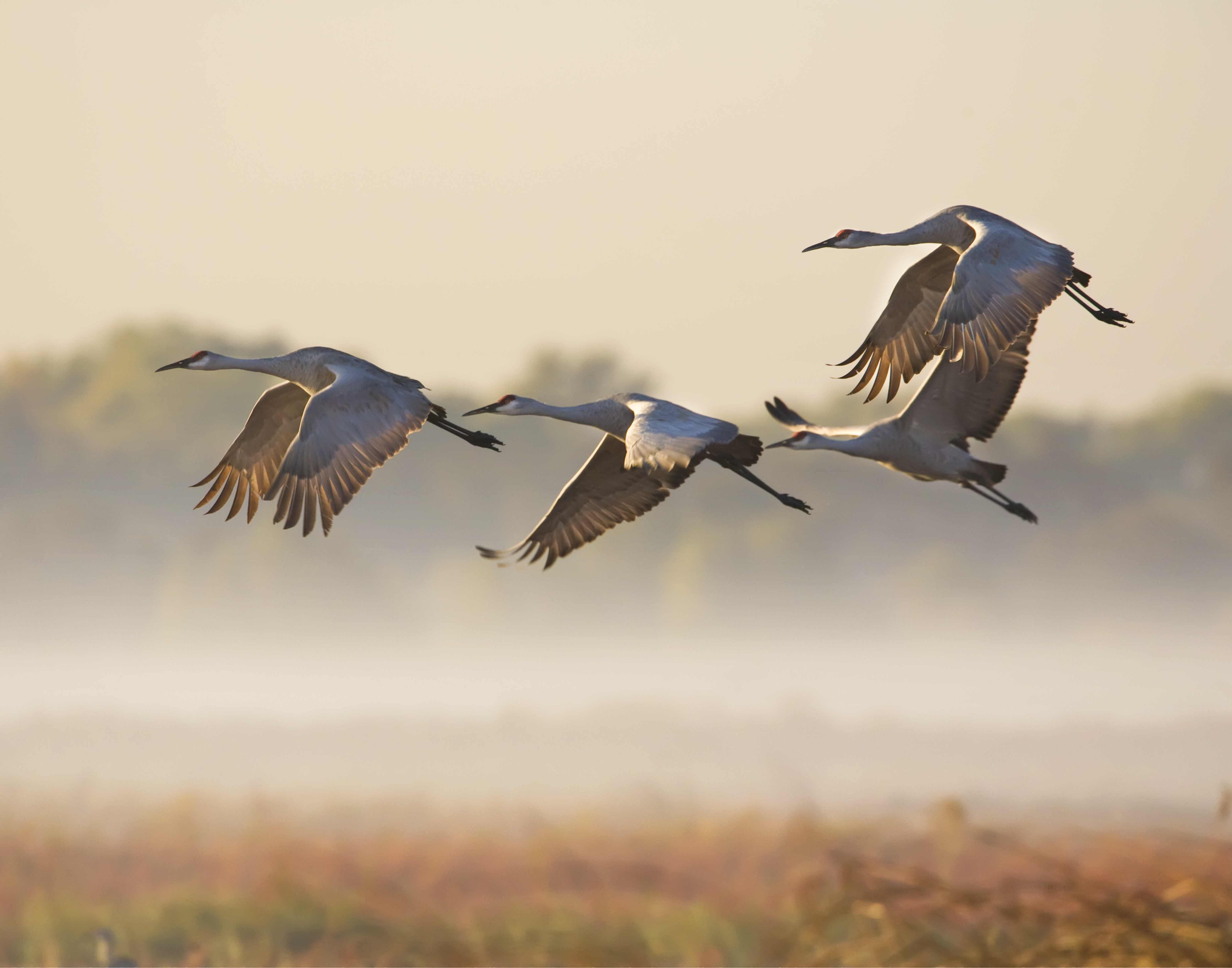 Cranes flying through the delta