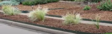 Drought tolerant landscaping