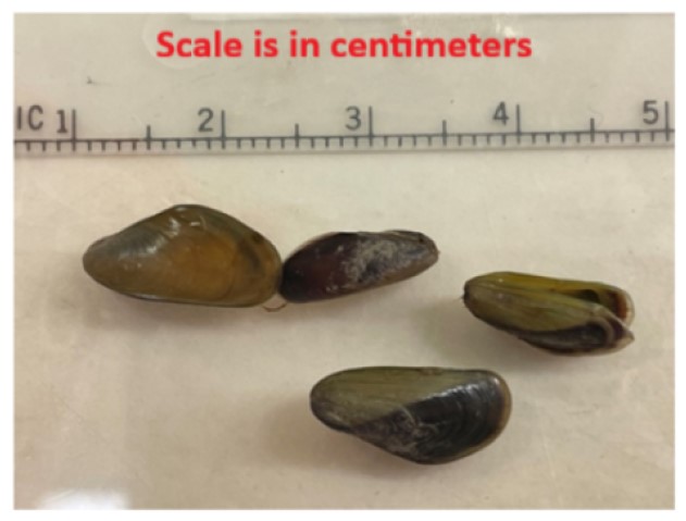 Scale of mussels