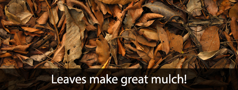 Leaves Make Great Mulch