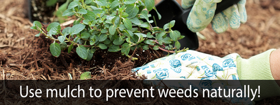 Use Mulch to Prevent Weeds Naturally