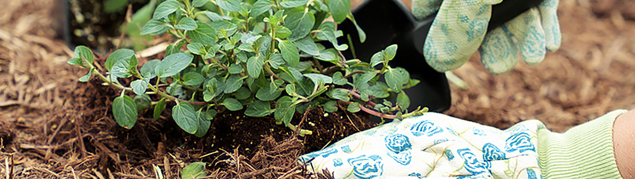 Use mulch to prevent weeds naturally!